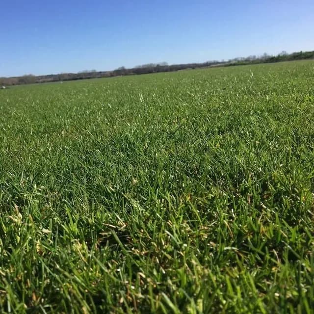 Gazon Rustique Méditerranéen en rouleau - producteur direct Hérault (34)