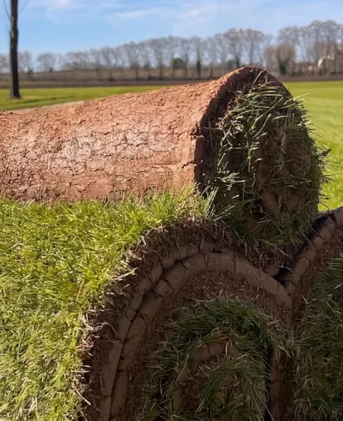 Racines denses du gazon en rouleau - qualité premium direct producteur