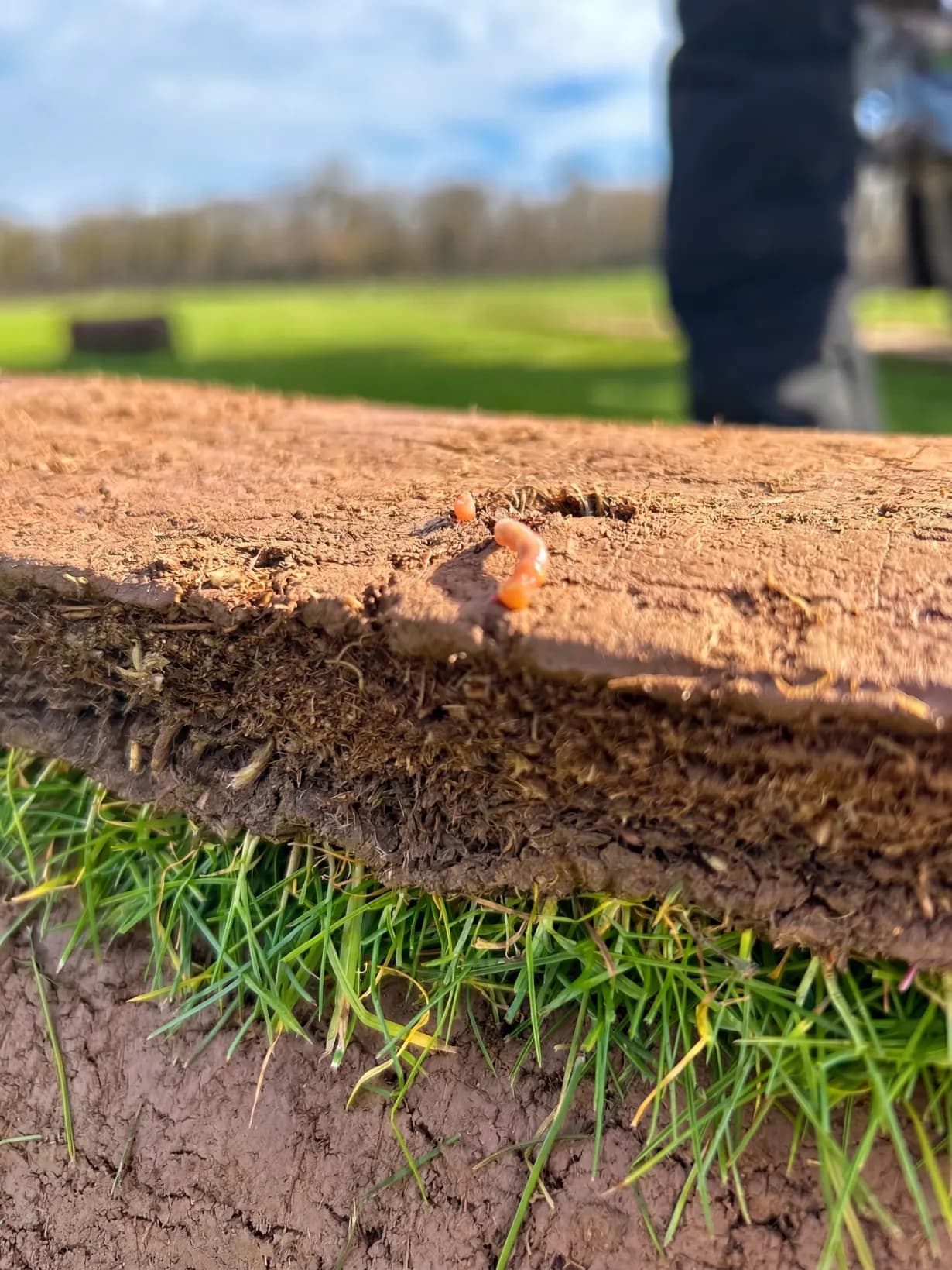 Sol vivant avec vers de terre - gazon naturel cultivé sans pesticide dans l'Hérault