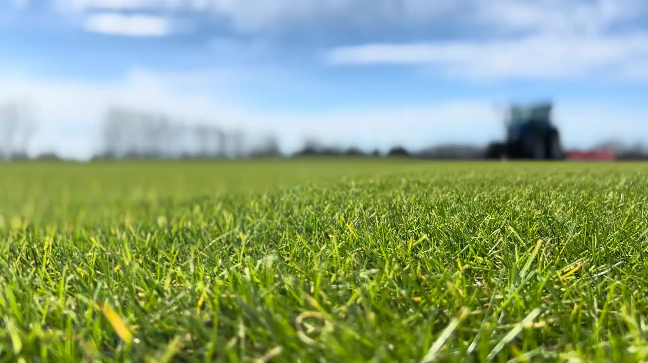 Gazon naturel en rouleau cultivé dans l'Hérault - vue macro avec tracteur