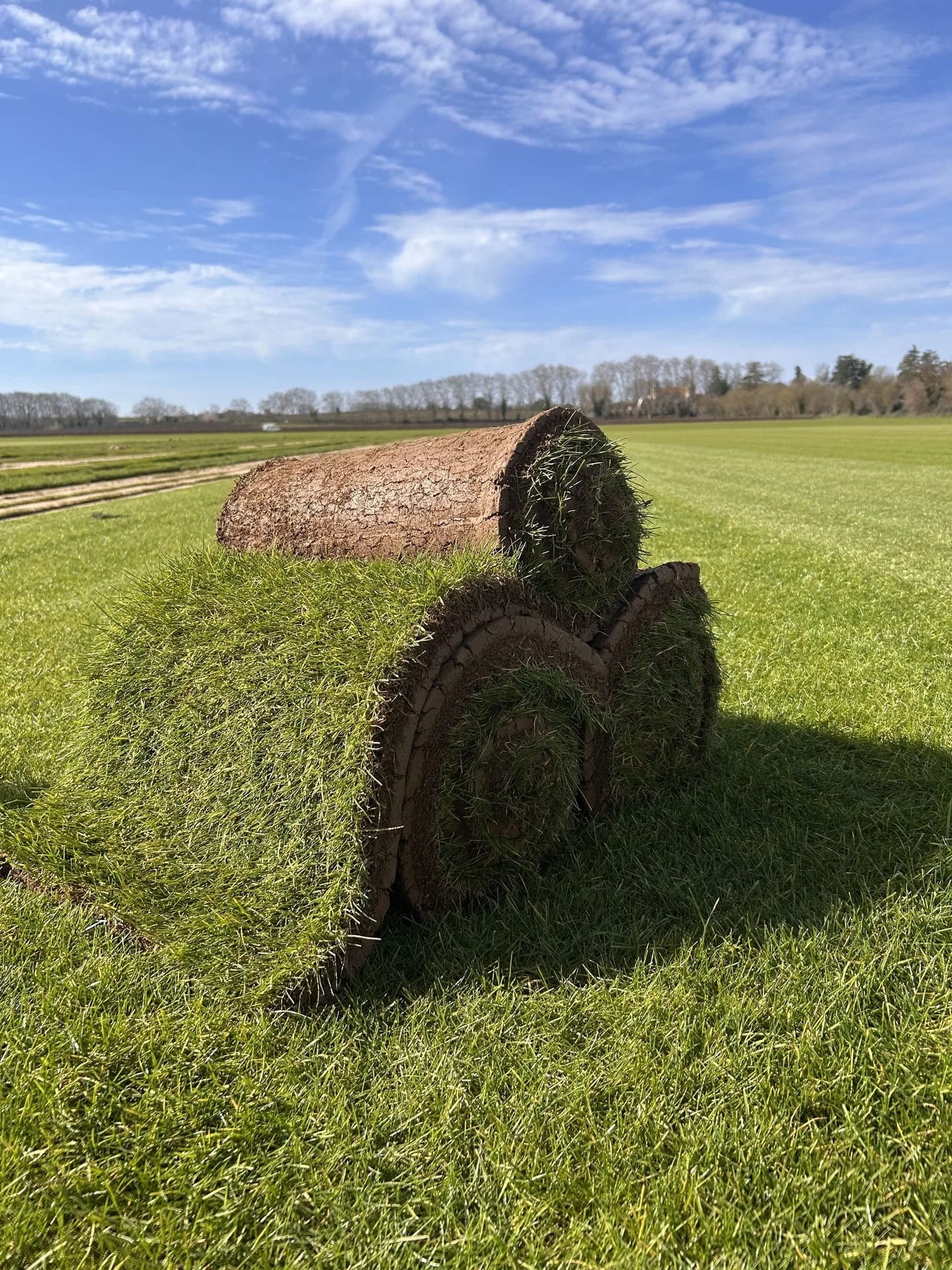 Rouleaux de gazon naturel prêts à poser - production directe Hérault